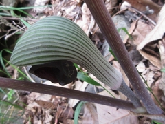 Arisaema ringens