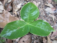 Arisaema ringens