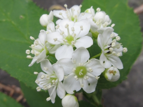 Glabrous deutzia (Deutzia glabrata)