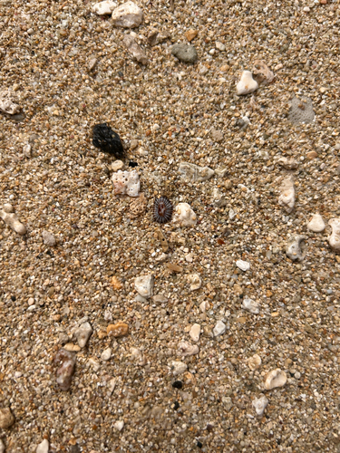 Siphonaria observed 2026-06-23