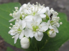 Deutzia glabrata