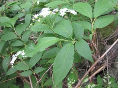 Deutzia glabrata