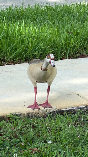 iNaturalist image