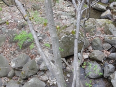 Neoshirakia japonica