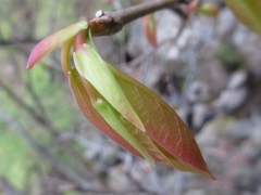 Neoshirakia japonica