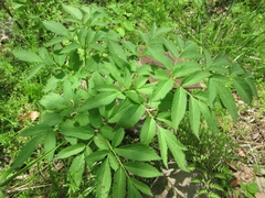 Angelica dahurica