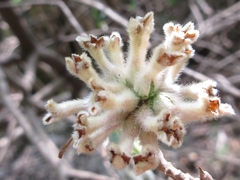 Edgeworthia chrysantha