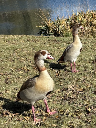 iNaturalist image