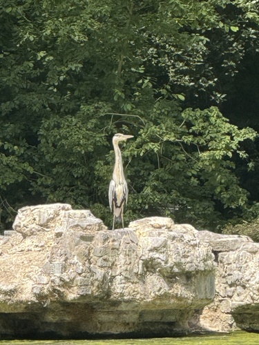 iNaturalist image