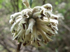Edgeworthia chrysantha