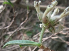 Edgeworthia chrysantha