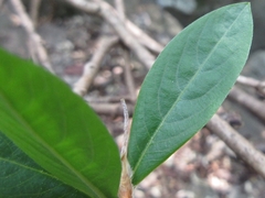 Edgeworthia chrysantha
