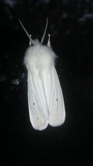 Spilosoma virginica