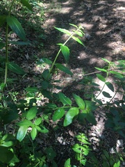 Lithospermum officinale