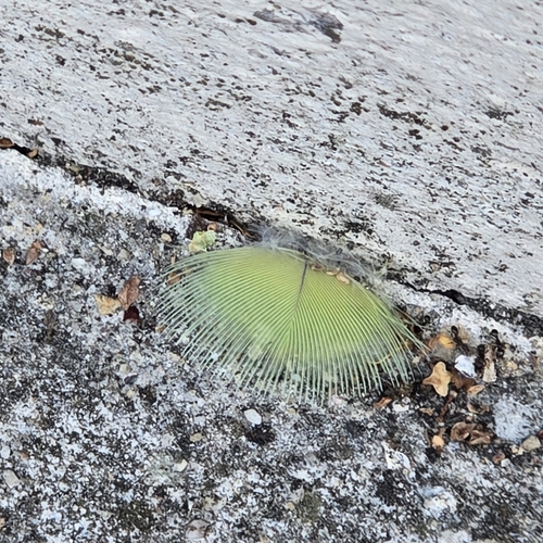 Plume de Perruche à collier