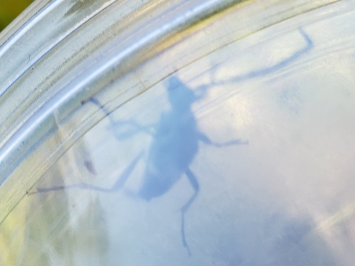 Typocerus fulvocinctus