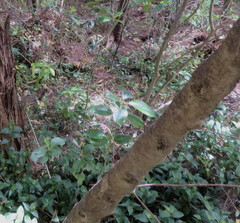 Coprosma macrocarpa minor