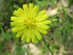 Asteraceae