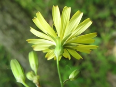 Asteraceae