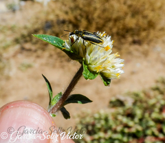 Astylus vittaticollis