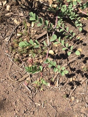 Hosackia crassifolia