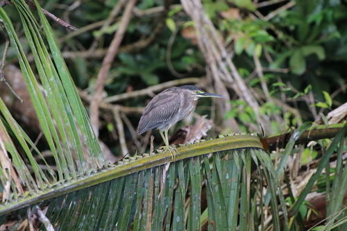 iNaturalist image