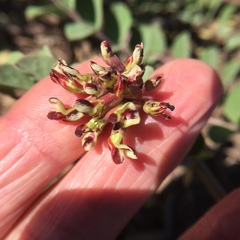 Hosackia crassifolia