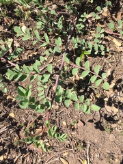 Hosackia crassifolia