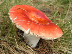 Russula silvicola