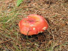 Russula silvicola