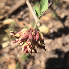 Hosackia crassifolia