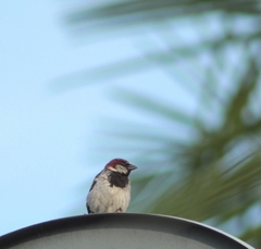 Passer domesticus