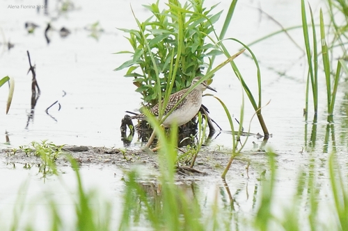 iNaturalist image
