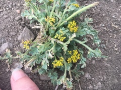 Cymopterus longipes
