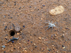 Portacosa cinerea