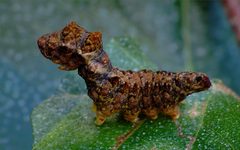 Falcaria lacertinaria