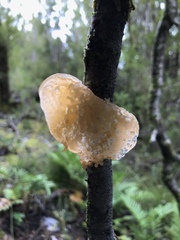 Aleurodiscus vitellinus