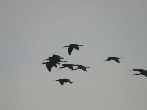 iNaturalist image