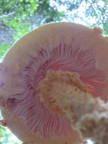 flowerpot parasol (Leucocoprinus birnbaumii)