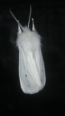 Spilosoma virginica