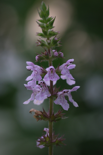 Stachys hispida, photograph 2