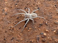 Portacosa cinerea