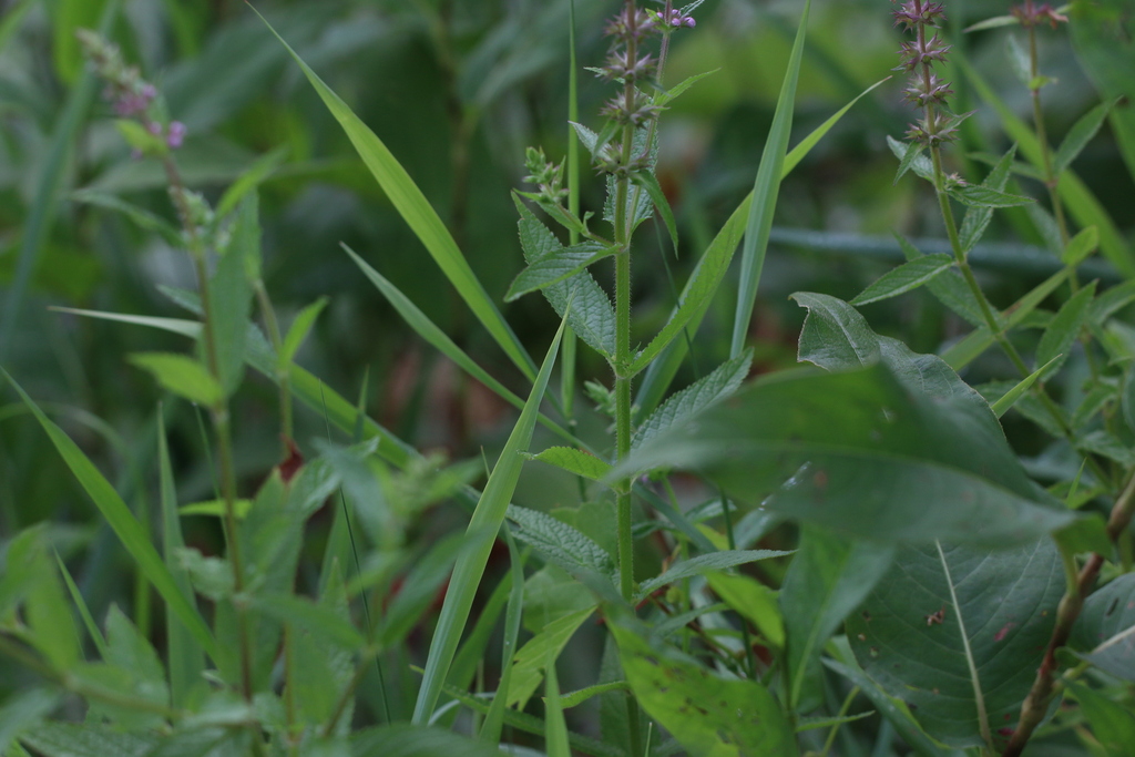 Stachys hispida; photograph (c) Sawyer Hess, some rights reserved (CC BY)