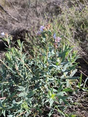 Lobostemon glaucophyllus, photograph (c) Jeanette Clarke, some rights reserved (CC BY-SA)