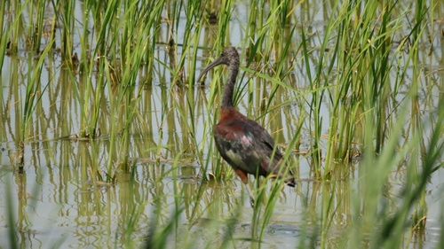 iNaturalist image