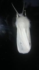 Spilosoma virginica