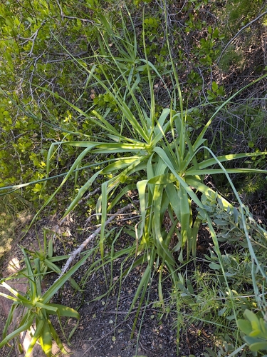 Trachyandra adamsonii