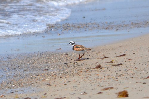 iNaturalist image