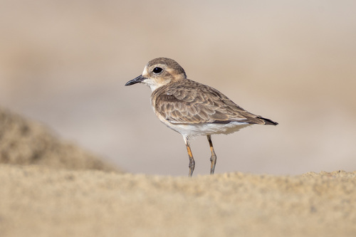 iNaturalist image