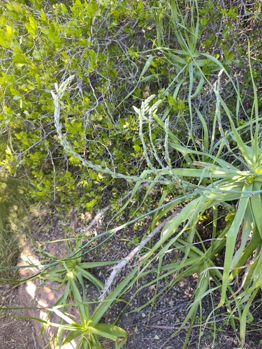 Trachyandra adamsonii